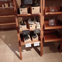 They sell vegan barefoot shoes, too. at CHOICE in Kyoto