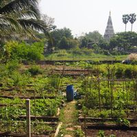 View from the tables!!  at Happy Green in Chiang Mai