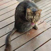 Gatos no local at Basílico in Cairu