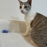 Adoptable cat 😻  at ASOK Pethouse Cat Cafe in Bangkok