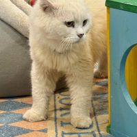 Adoptable cat 😻  at ASOK Pethouse Cat Cafe in Bangkok