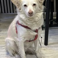 Canine company   at Sisu Kitchen %100 Vegan in Antalya