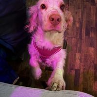   at Happy Fish at The Dog House in Edinburgh