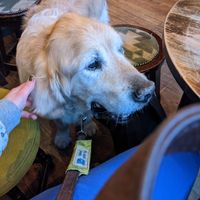 Dog friendly! at The Auld Hoose in Edinburgh