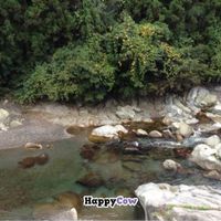 Location: on riverside in Nikko. Owner picks up/drops off guests at train/bus station.
Food & ambiance: friendly host Scout will prepare vegan/veggie pizza/pancakes. We also brought  Nikko-Asian Garden's vegan dal, curry, salads, nan, still warm. at Earth Hostel - Nikko Riverhouse in Nikko