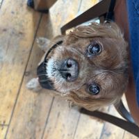 Teddy luv it!  at Furley & Co in Hull