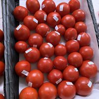 Look at these beauties! 🍅  at Rose Hill Farm Stop in Bloomington