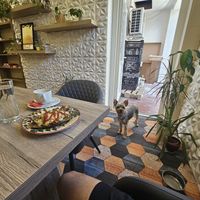 Dog in the interior at Kiskalácsom in Budapest