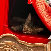 Happy customers at Kafeneio in Santorini