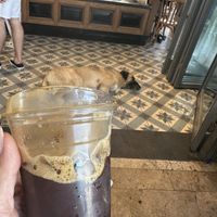 Cafe Nero + freddo + Local dog sleeping inside! 🐶   at Caffé Nero in Bodrum