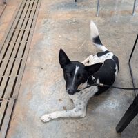 Our dog! It's pet-friendly if your furries are on leash at Spinners Web Kenya in Nairobi