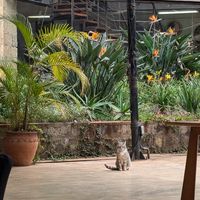 Super friendly cat who belongs to the place at Spinners Web Kenya in Nairobi