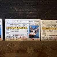   at Shio Veg Cafe in Kyoto