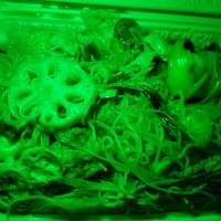 Buddha delight chef's choice😋 at Laughing Buddha Vegetarian Bistro in Oakland