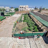 Vegetable garden at Omoo in Santorini