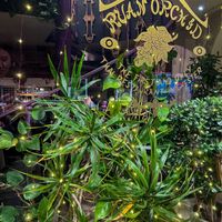  at Ruan Orchid in Chester