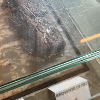 vegan brownie  at BOUCHE Specialty Coffee in Brussels