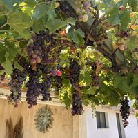   at Cantina Murales | Enoturismo in Gallura in Olbia