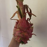 Fruit   at Jan Jan Healthy Store in Koh Phangan