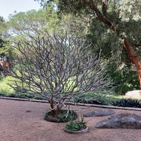   at Goyo - கோயோ in Auroville