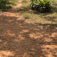 Path to front entrance   at Goyo - கோயோ in Auroville