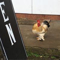 This is Vinnie. His favorite sandwich is the Vinnie.  at Sweet Potato Kitchen in Hawi