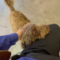 Not my dog 😂  at Kauka in Bratislava
