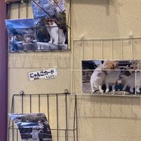 You can buy their photos   at Vegan Cafe in Kyoto