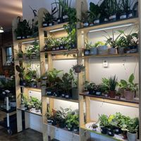 Plants to purchase  at PINCH - Bakery & Plant Shop in Hamilton