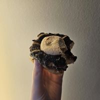 Brownie cheesecake at Brammibals Donuts - Europlatz in Berlin