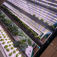 Growing lettuce at ICN - livfarm - T1 in Seoul