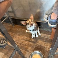 Dog friendly   at Jacobs Brewhouse Restaurant in Deadwood