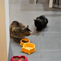  at Lə gattarə in Bergamo