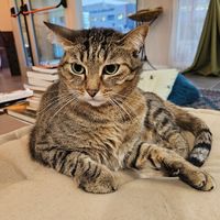  at Lə gattarə in Bergamo