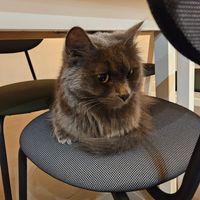  at Lə gattarə in Bergamo