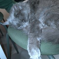  at Lə gattarə in Bergamo