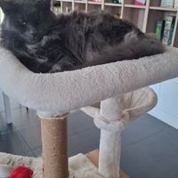  at Lə gattarə in Bergamo