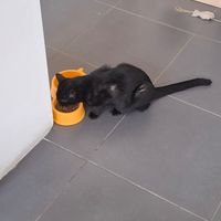  at Lə gattarə in Bergamo