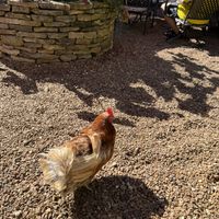 Rescue chickens!   at The Yorkshire Deli  in Kingston Springs