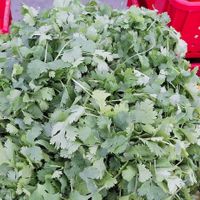  at Ocean Beach Farmers Market in San Diego