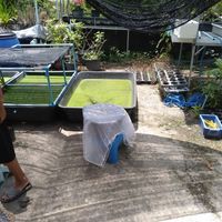  at Wolffia Futuro in Bangkok