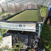  at Wolffia Futuro in Bangkok