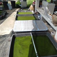  at Wolffia Futuro in Bangkok