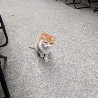  at Ann Yen Vegetarian Garden Grill in Hanoi