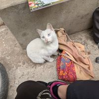  at Ann Yen Vegetarian Garden Grill in Hanoi