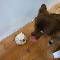  at The SugarPlum Tearoom in Ruthin