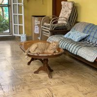 Cat at 9 ó 6 Comida Vegana. in Puebla