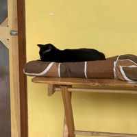 Cat at 9 ó 6 Comida Vegana. in Puebla