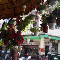 pretty flowers outside the restaurant at Ming Der Vegetarian Buffet in Kaohsiung