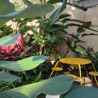 The ambience 🌱 at Bunch in Hiriketiya